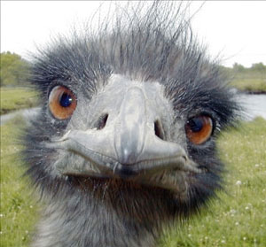 [Image: emu.jpg]